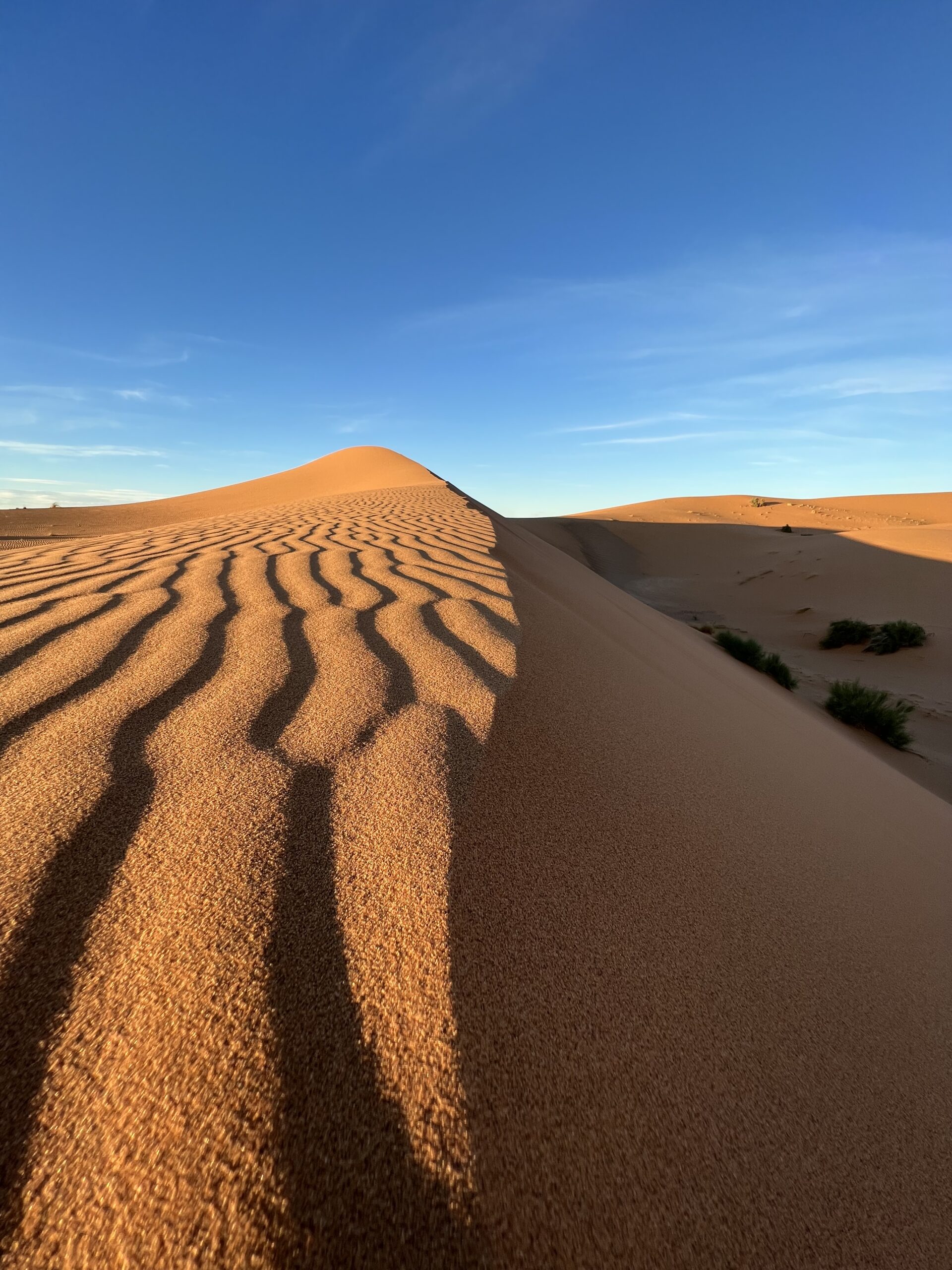 Viaggio su misura in Marocco: dromedari al tramonto nel deserto del Sahara